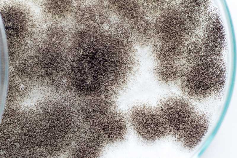 Asperillus Niger in Petrischale