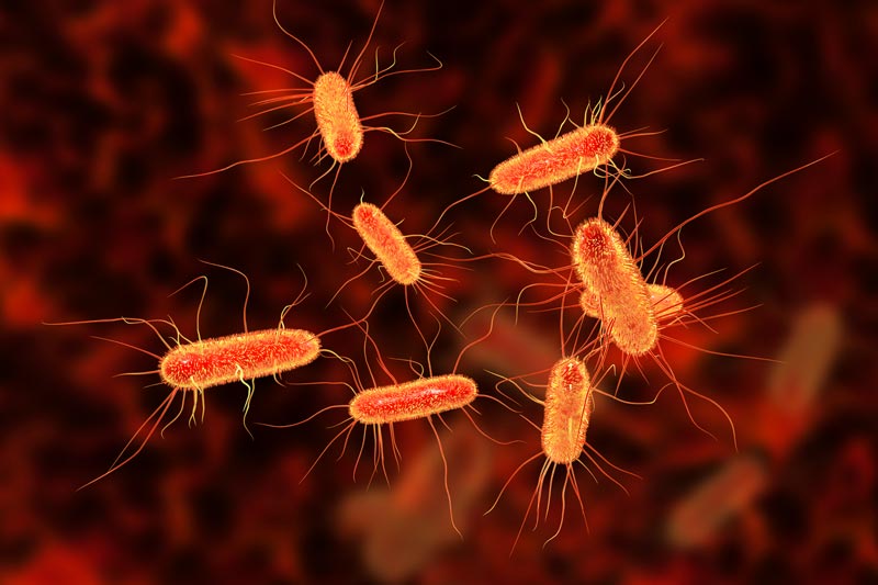 Bakterien Escherichia coli